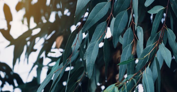 Who’s the Best Chiropractor for Personal Injury in Thompson’s Station, TN?