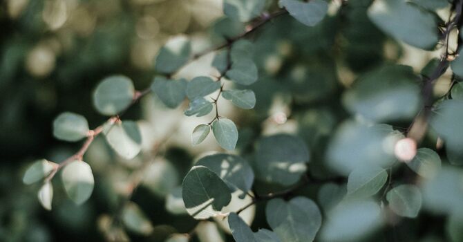 Who’s the Best Chiropractor for Personal Injury in Thompson’s Station, TN?